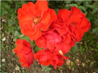 5bc9799b-Picture 3353.jpg